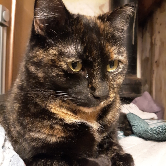 For All Animals <3 - Picture 3 of 4